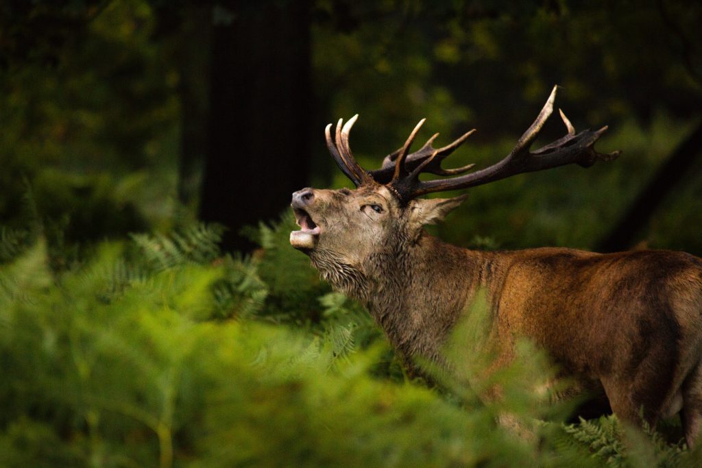 OutdoorHQ Blog - Hunting Photography - Select the Ideal Orientation